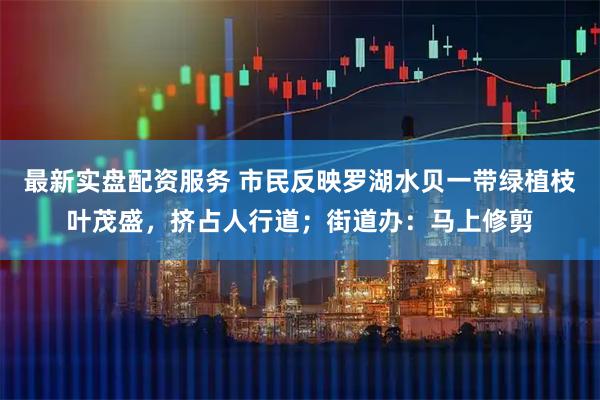 最新实盘配资服务 市民反映罗湖水贝一带绿植枝叶茂盛，挤占人行道；街道办：马上修剪
